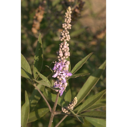 Gattilier - Extrait de Plante fraîche Bio (Vitex agnus castus) - 50 ml