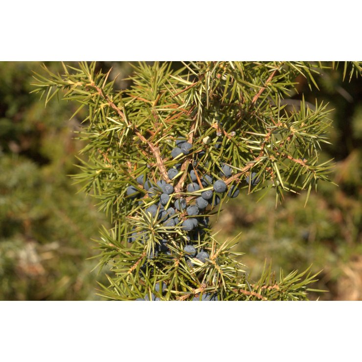 Genévrier - Extrait de Plante fraîche BioJ (uniperus communis) - 50 ml (1 en stock)