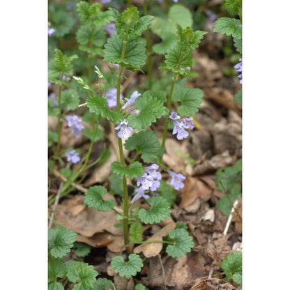 Lierre terrestre - Extrait de Plante fraîche Bio (Glechoma hederacea) - 50 ml - goobio-and-zen