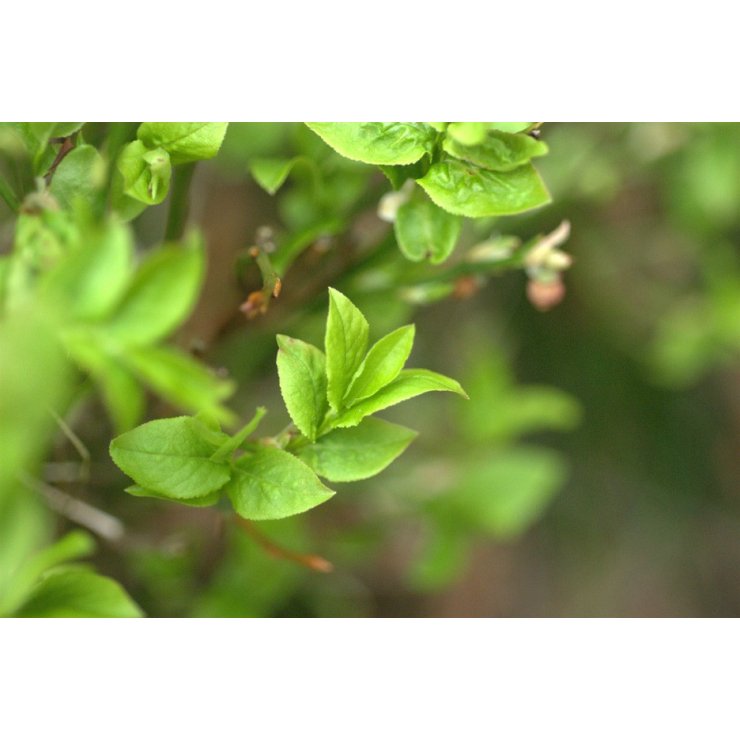 Myrtillier feuille - Extrait de Plante fraîche Bio (Vaccinium myrtillus) - 50 ml - goobio-and-zen