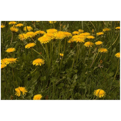 Pissenlit - Extrait de Plante fraîche Bio (Taraxacum campylodes) - 50 ml - goobio-and-zen