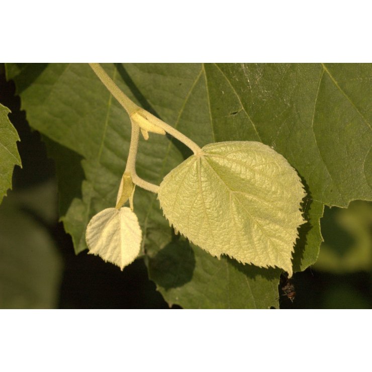 Tilleul 50 ml (Tilia tomentosa) - goobio-and-zen